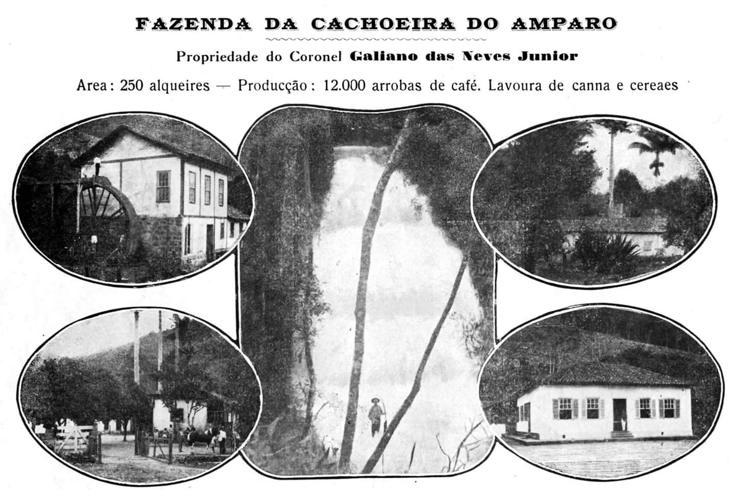 CAFÉ EM FRIBURGO - A HISTÓRIA DA FAZENDA  CACHOEIRA DO AMPARO