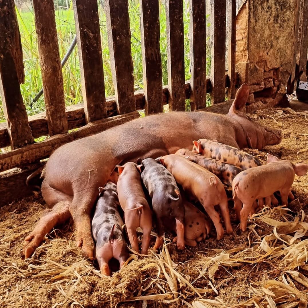 Turismo Rural na Fazenda Sossego
