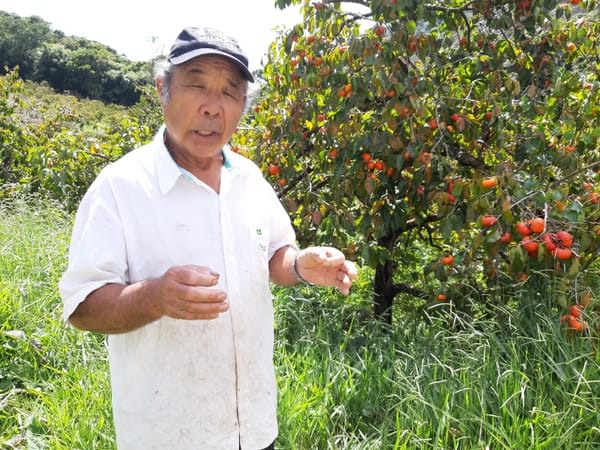 IMIGRAÇÃO JAPONESA -  UMA REVOLUÇÃO NO CAMPO